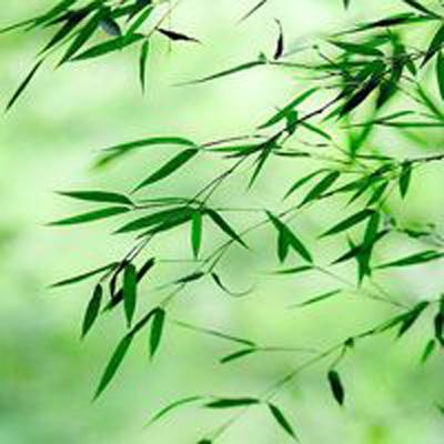 福建政和县推动竹产业转型升级——让竹产品从“更多”到“更好”